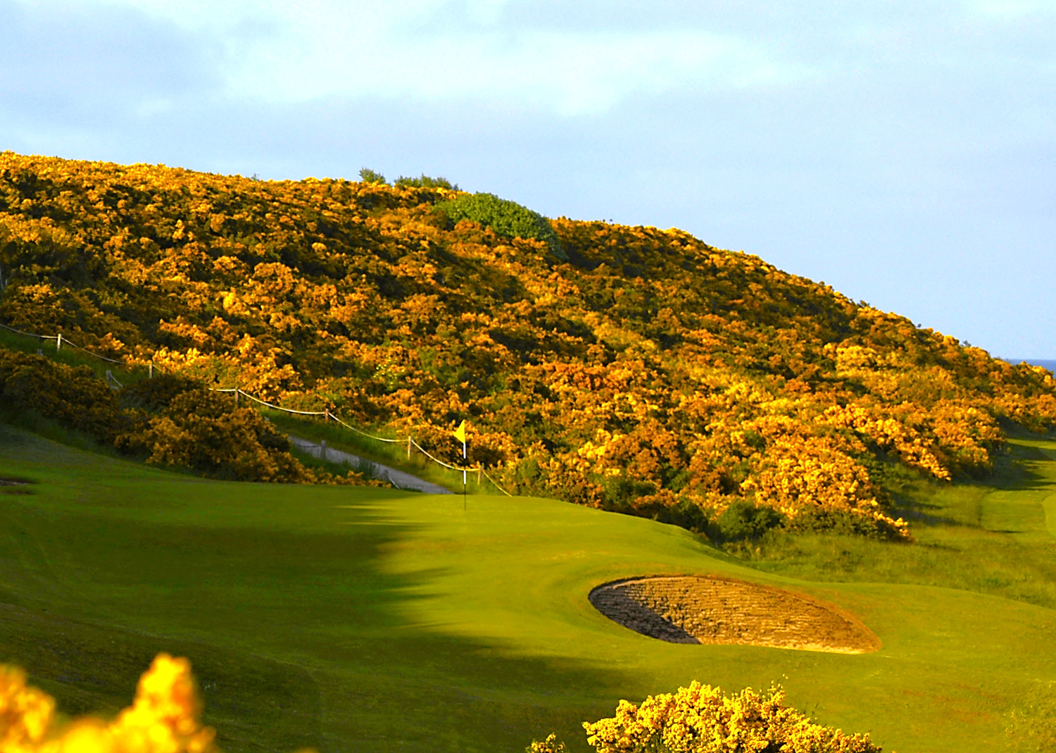 Royal Dornoch 6th green with banks of yellow gorse behind