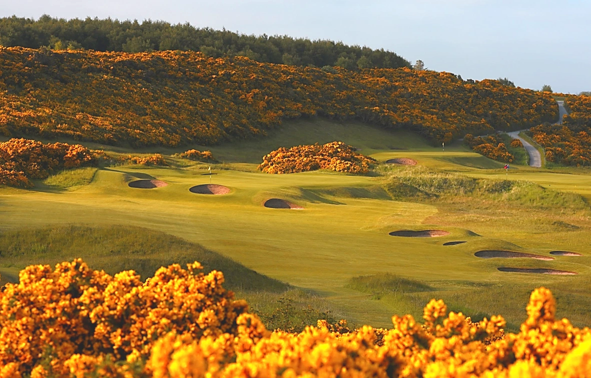 The 5th green at Dornoch with a bank of gorse in the background and a little bit framing the foreground too