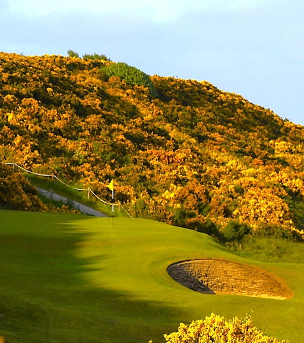 6th green at Dornoch with banks of flowering spring gorse behind